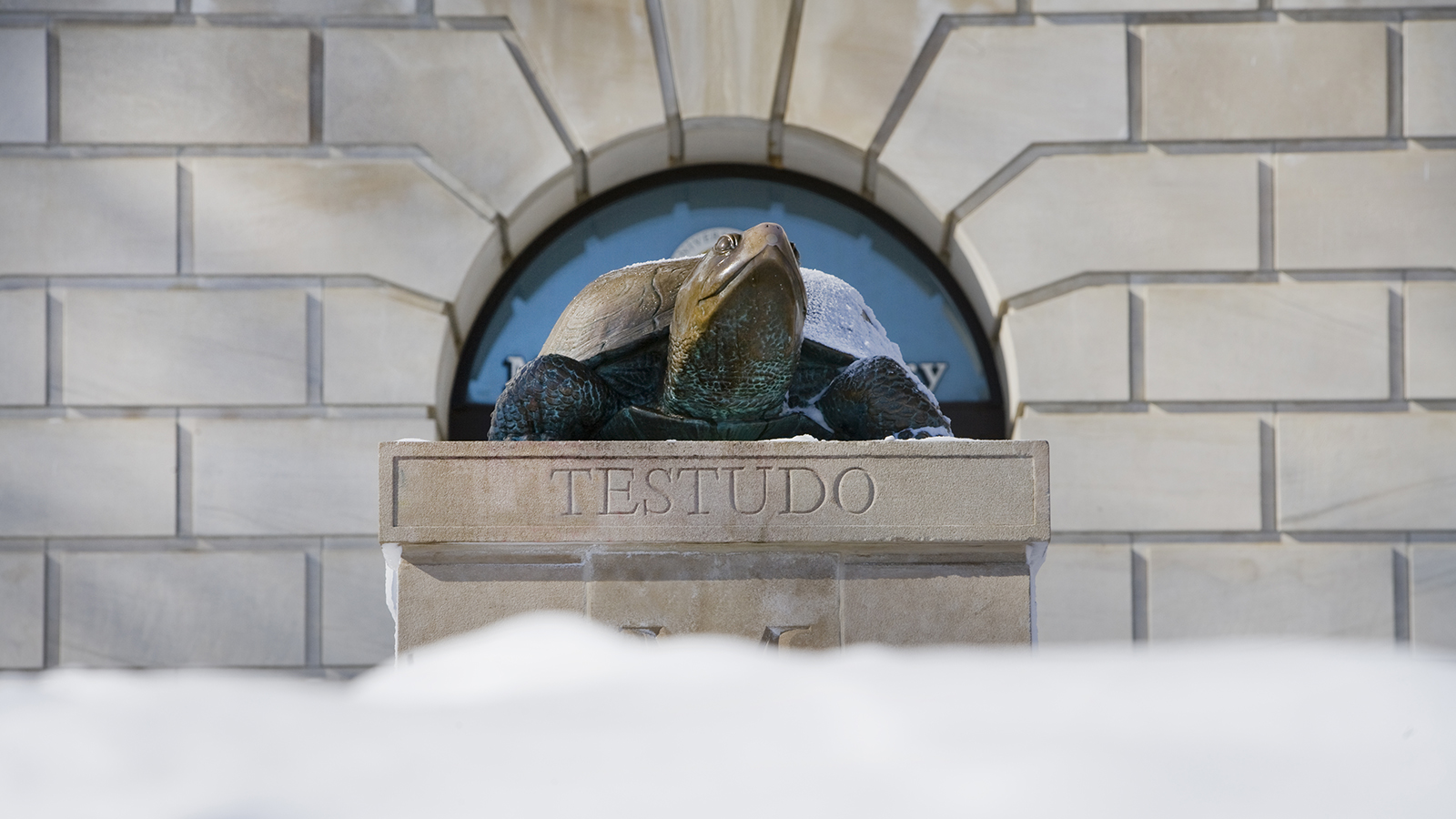  Testudo with snow in winter.